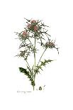 Cynara humilis, Flora Graeca-Ferdinand Bauer-Giclee Print