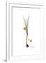 Gramercy White