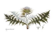 Cynara humilis, Flora Graeca-Ferdinand Bauer-Giclee Print