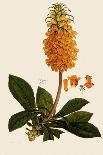 Madeira Foxglove-Ferdinand Bauer-Giclee Print