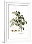 Gramercy White