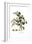 White Frame