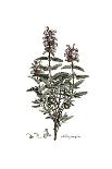 Cnicus syriacus,  Flora Graeca-Ferdinand Bauer-Giclee Print