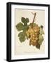 Ferdinand De Lesseps Grape-A. Kreyder-Framed Giclee Print