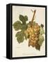 Ferdinand De Lesseps Grape-A. Kreyder-Framed Stretched Canvas