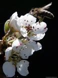 Bee and Pear Blossom, Bruchkoebel, Germany-Ferdinand Ostrop-Stretched Canvas