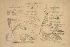 21 Figures about Aeronautics: Mechanics of Insect Flight and More-Ferdinand Tollin-Art Print