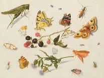 Study of Insects, Flowers and Fruits-Ferdinand van Kessel-Giclee Print