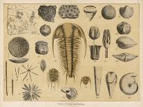 Animals and Plants of the Triassic Era in Germany-Ferdinand Von Hochstetter-Art Print
