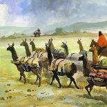 Herds of Llamas in the Andes-Ferdinando Tacconi-Giclee Print