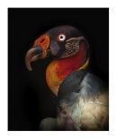 King Vulture-Sarcoramphus Papa-Ferdinando Valverde-Stretched Canvas