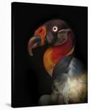 King Vulture-Sarcoramphus Papa-Ferdinando Valverde-Giclee Print