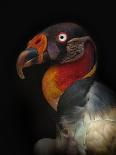 King Vulture-Sarcoramphus Papa-Ferdinando Valverde-Stretched Canvas