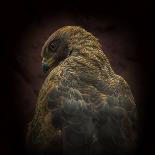 Somebody Watch Me-Savanna Hawk-Ferdinando Valverde-Photographic Print