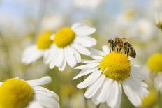 European Honey Bee Collecting Pollen and Nectar from Scentless Mayweed, Perthshire, Scotland-Fergus Gill-Stretched Canvas