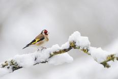 Two Tree Sparrows (Passer Montanus) Perched on a Snow Covered Branch, Perthshire, Scotland, UK-Fergus Gill-Photographic Print