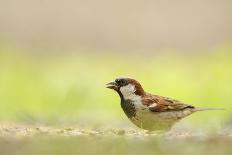 Male House Sparrow (Passer Domesticus) Feeding on the Ground, Perthshire, Scotland, UK, July-Fergus Gill-Photographic Print