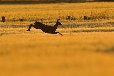 Roe Deer (Capreolus Capreolus) Doe Leaping Through Barley Field in Dawn Light. Perthshire, Scotland-Fergus Gill-Photographic Print