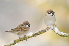 Two Tree Sparrows (Passer Montanus) Perched on a Snow Covered Branch, Perthshire, Scotland, UK-Fergus Gill-Photographic Print