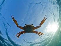 Djibouti, A Red Swimming Crab Swims in the Indian Ocean-Fergus Kennedy-Stretched Canvas