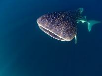 Djibouti, Bay of Tadjourah, A Whale Shark Swims Near the Surface in the Bay of Tadjourah-Fergus Kennedy-Photographic Print