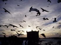Hungry Seagulls Silhouetted Againt the Sunset in the Harbour at Essaouira, Morocco-Fergus Kennedy-Photographic Print