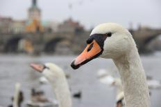 Portrait of A Swan in Prague-FERKHOVA-Framed Photographic Print