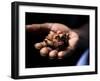 Fermenting Cocoa Beans at the Aqua Izé Cocoa Plant in Saotomé and Principé-Camilla Watson-Framed Photographic Print