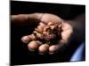 Fermenting Cocoa Beans at the Aqua Izé Cocoa Plant in Saotomé and Principé-Camilla Watson-Mounted Photographic Print