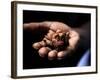 Fermenting Cocoa Beans at the Aqua Izé Cocoa Plant in Saotomé and Principé-Camilla Watson-Framed Photographic Print