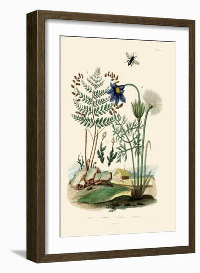 Fern, 1833-39-null-Framed Giclee Print