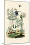 Fern, 1833-39-null-Mounted Giclee Print