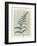 Fern 2-Marion Mcconaghie-Framed Art Print