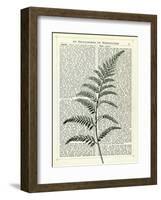 Fern 2-Marion Mcconaghie-Framed Art Print