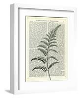 Fern 2-Marion Mcconaghie-Framed Art Print