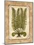 Fern 2-Robin Betterley-Mounted Giclee Print