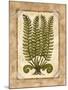 Fern 2-Robin Betterley-Mounted Giclee Print