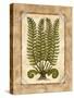 Fern 2-Robin Betterley-Stretched Canvas