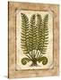 Fern 2-Robin Betterley-Stretched Canvas