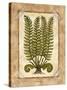 Fern 2-Robin Betterley-Stretched Canvas