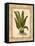 Fern 3-Robin Betterley-Framed Stretched Canvas