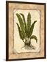 Fern 3-Robin Betterley-Framed Giclee Print