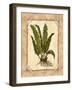 Fern 3-Robin Betterley-Framed Giclee Print