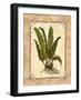 Fern 3-Robin Betterley-Framed Giclee Print