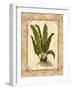 Fern 3-Robin Betterley-Framed Giclee Print