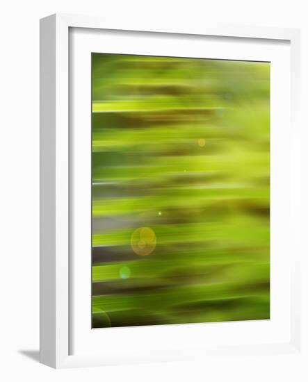 Fern Abstract-Savanah Stewart-Framed Photographic Print
