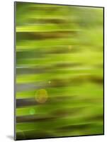 Fern Abstract-Savanah Stewart-Mounted Photographic Print