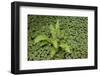 Fern among wood Sorrel. Redwood National Park, California-Adam Jones-Framed Photographic Print