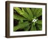 Fern and Bunchberry, Gifford Pinchot National Forest, Washington, USA-Charles Gurche-Framed Photographic Print