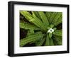 Fern and Bunchberry, Gifford Pinchot National Forest, Washington, USA-Charles Gurche-Framed Photographic Print